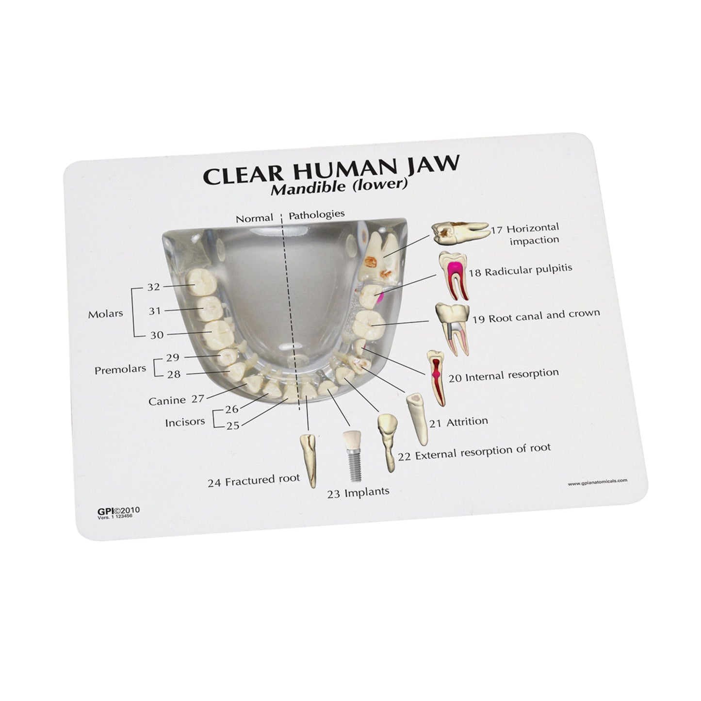 Clear Human Jaw with Teeth Model Card