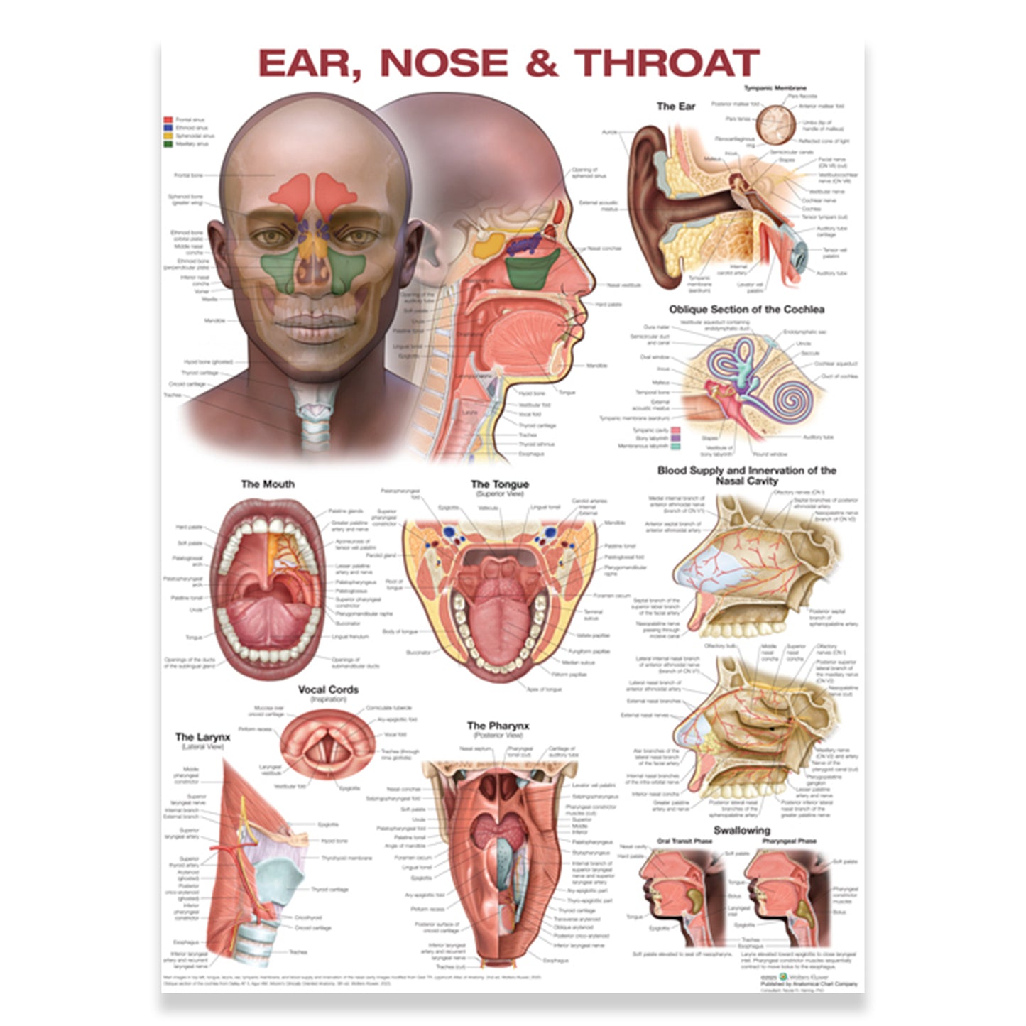 6041 Ear, Nose & Throat Chart