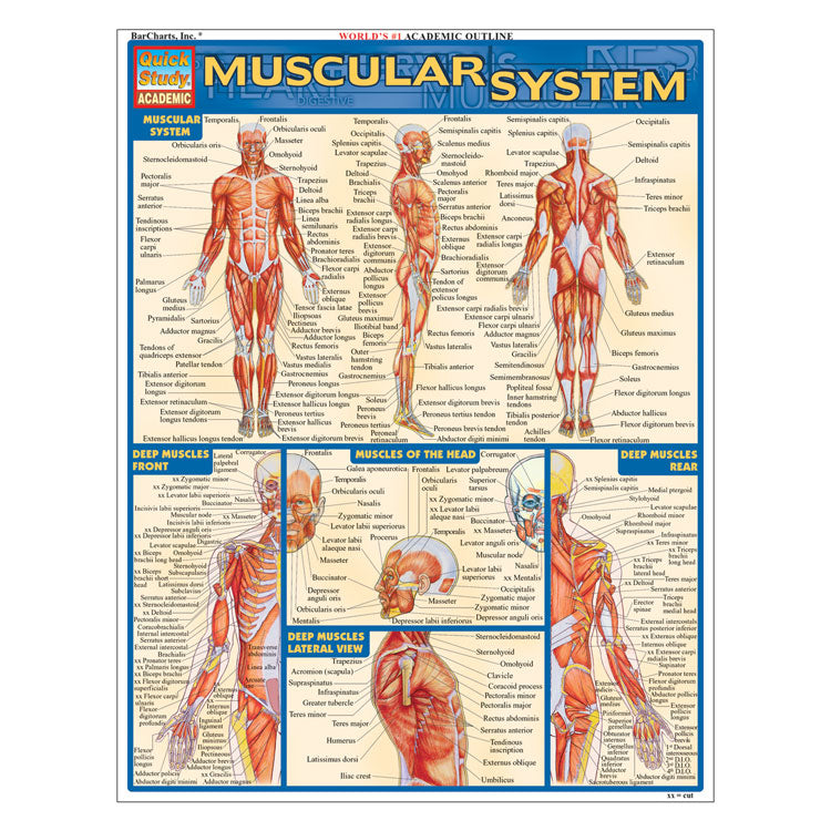 QuickStudy Laminated Reference Guides - Muscular System