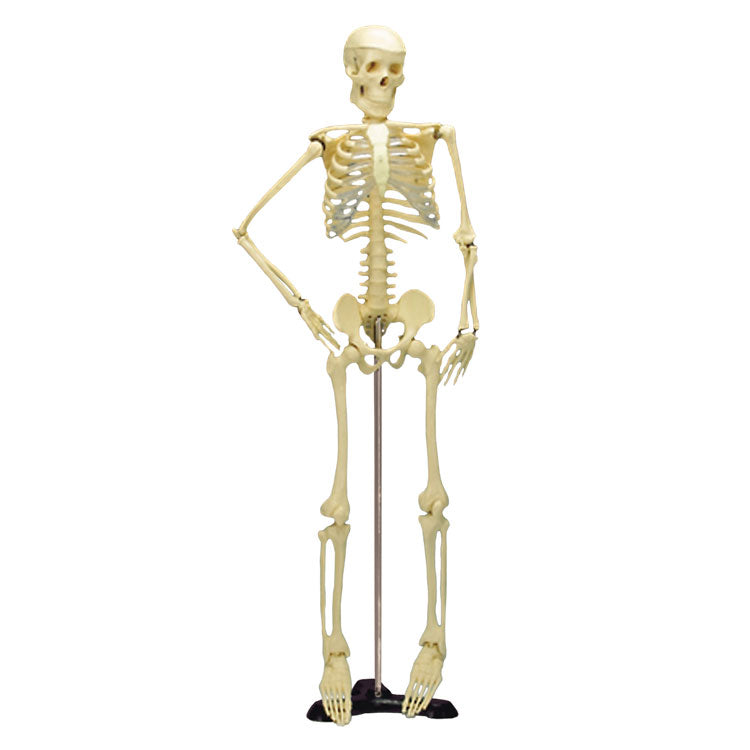 Mr. Thrifty Skeleton