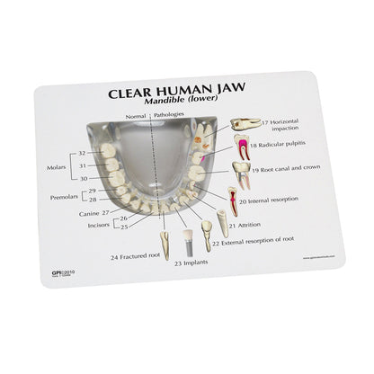 Clear Human Jaw with Teeth Model Card