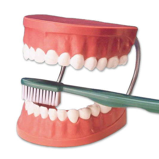 Giant Tooth Brushing Model and Brush Set