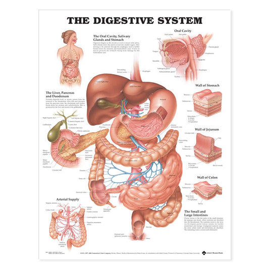 The Digestive System