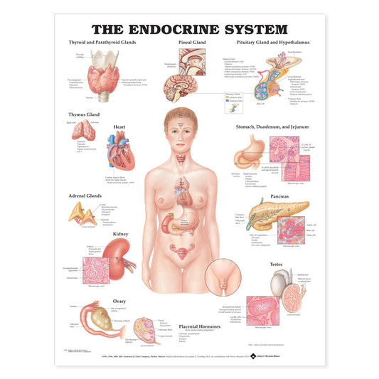 The Endocrine System