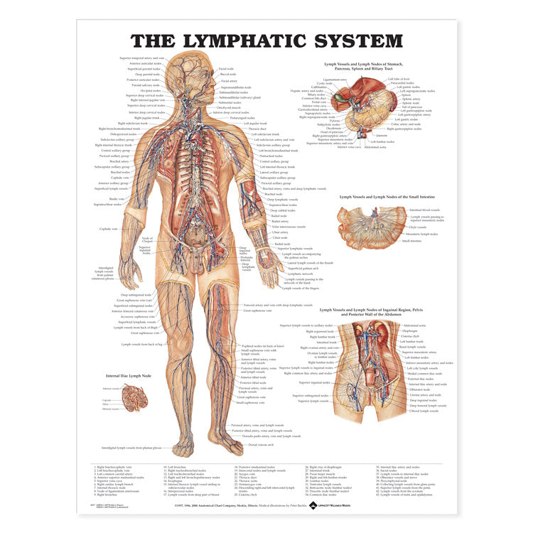 The Lymphatic System