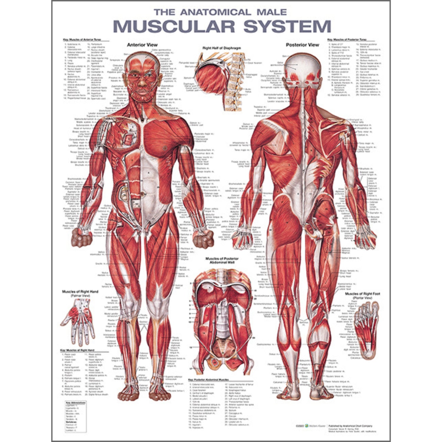 The  Male Muscular System