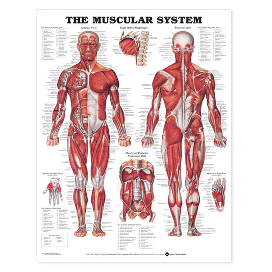 The  Male Muscular System