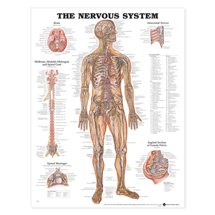 Nervous System