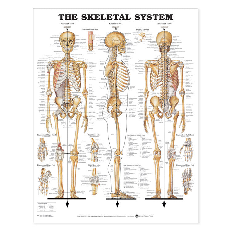 The Skeletal System