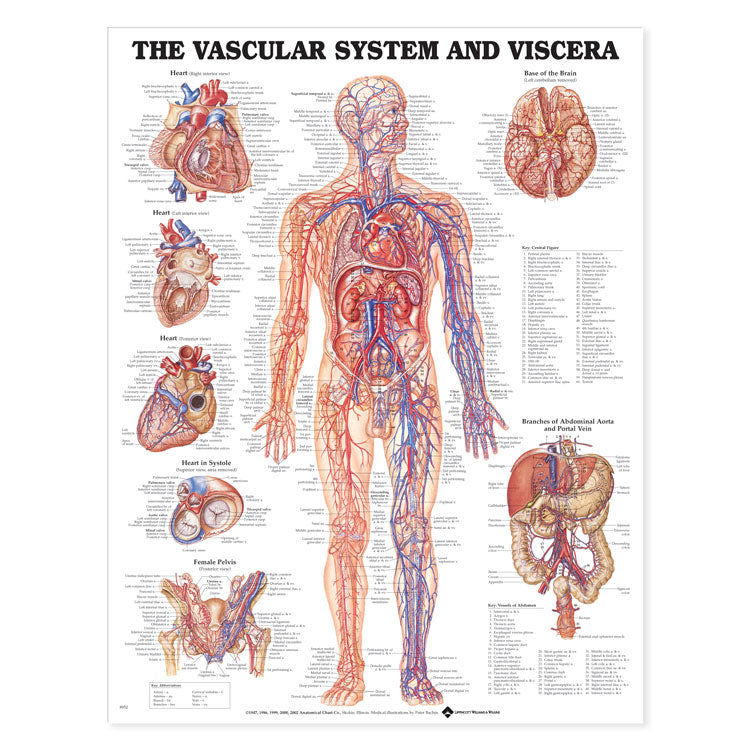 The Vascular System and Viscera