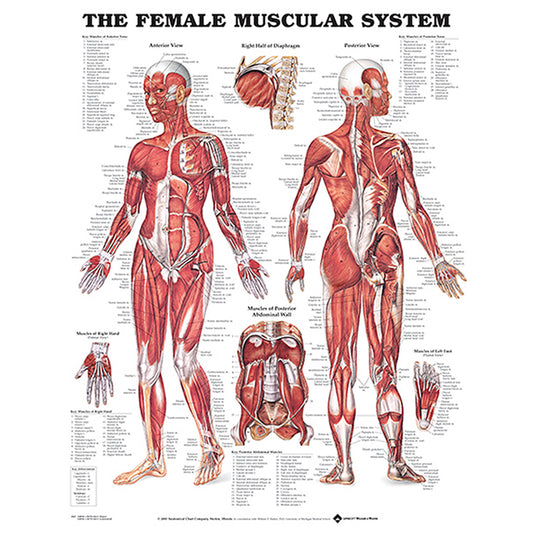 The Female Muscular System