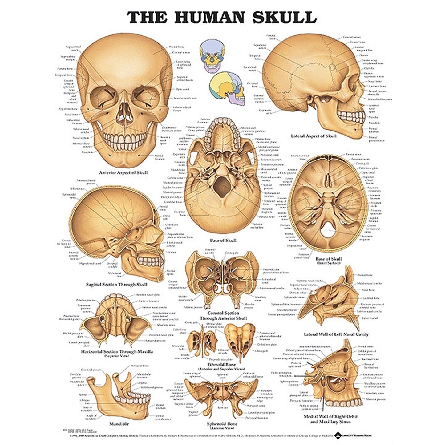 The Human Skull