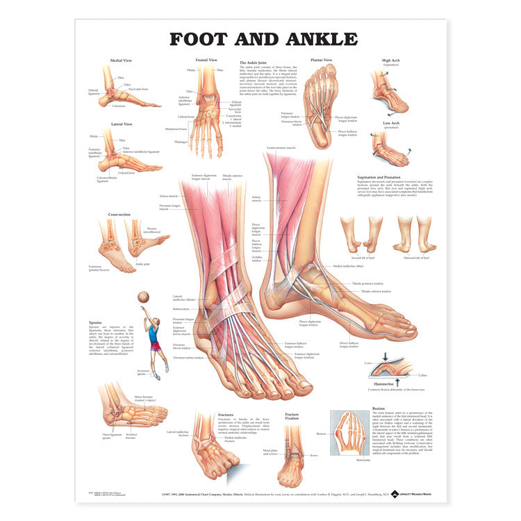 Foot and Ankle Chart