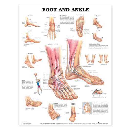 Foot and Ankle Chart