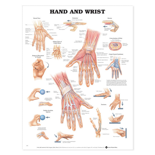 Hand and Wrist Chart