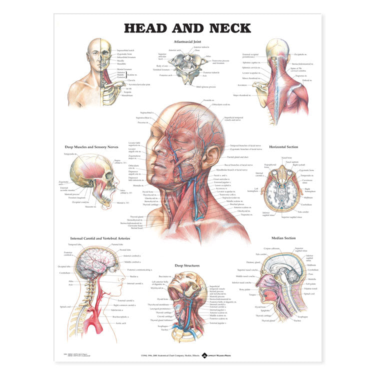 Head and Neck Chart