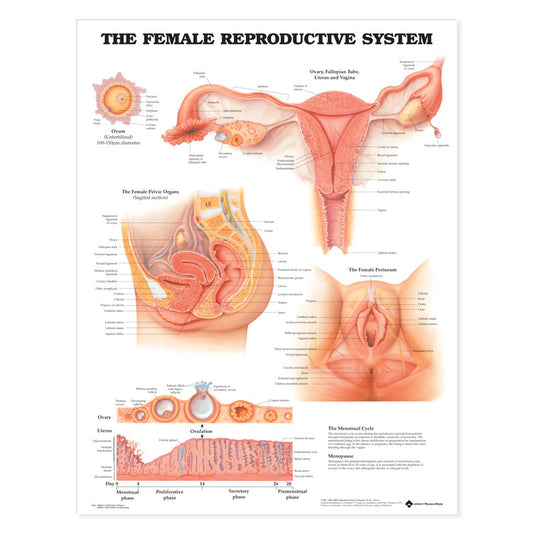 The Female Reproductive System