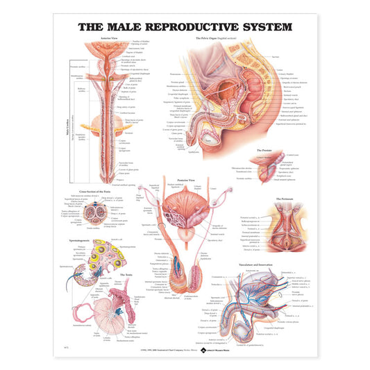 The Male Reproductive System