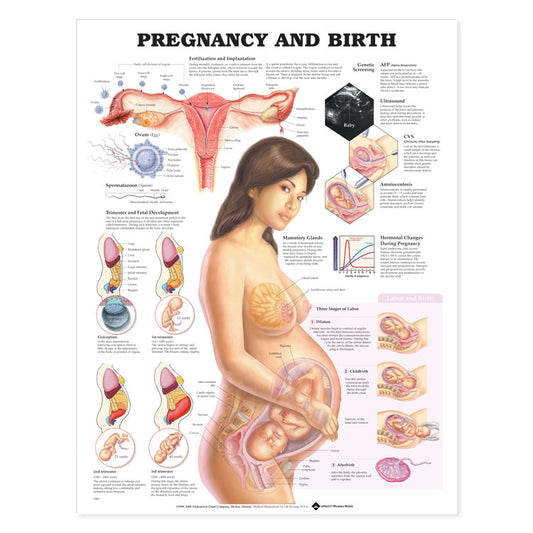 Pregnancy and Birth Chart