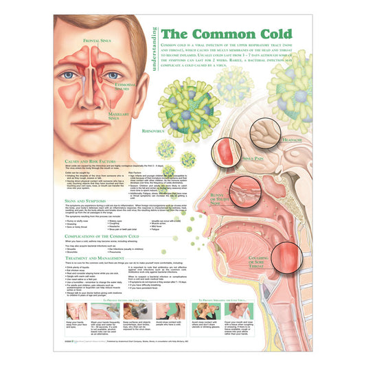 The Common Cold