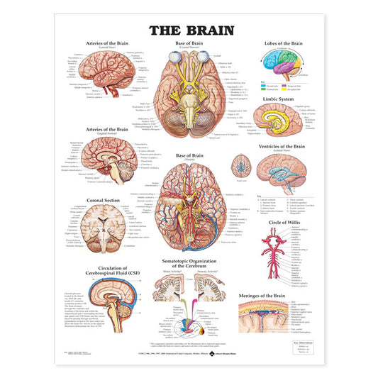 The Brain Chart