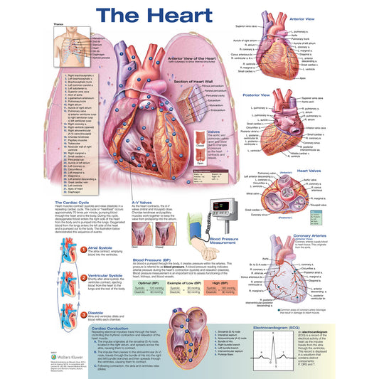 The Heart Chart