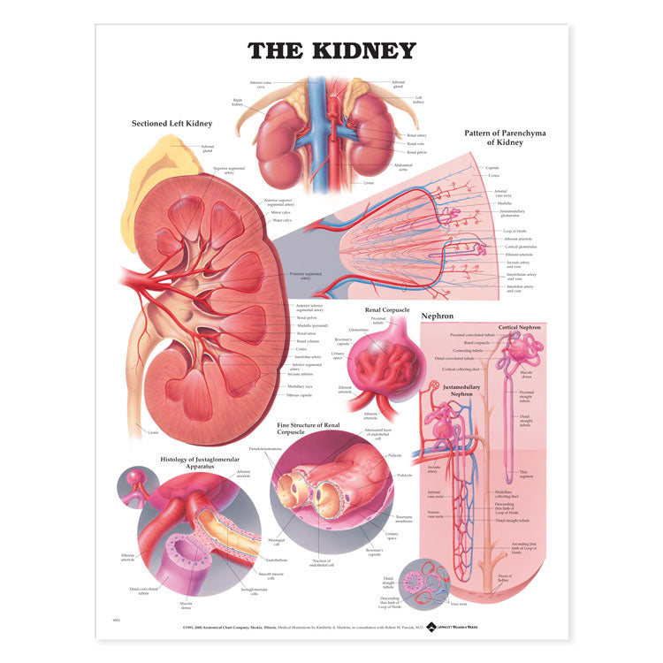 The Kidney Chart