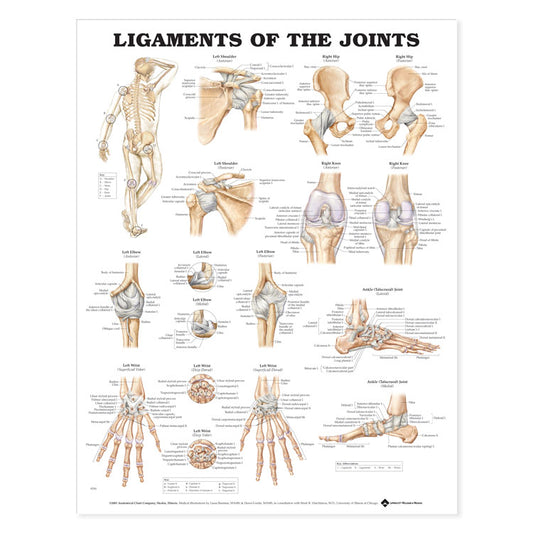 Ligaments of the Joints Chart