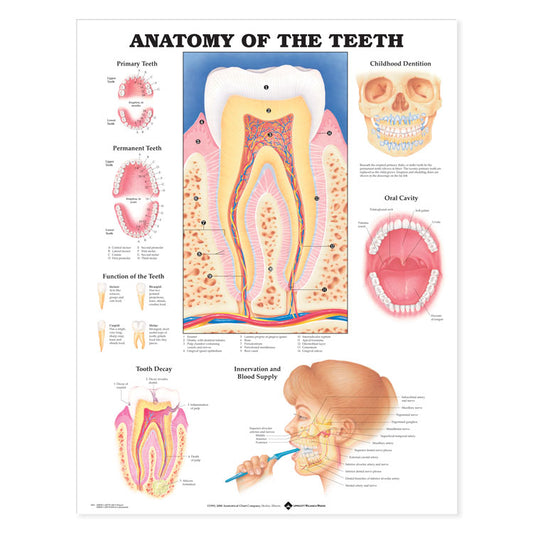 Anatomy of the Teeth