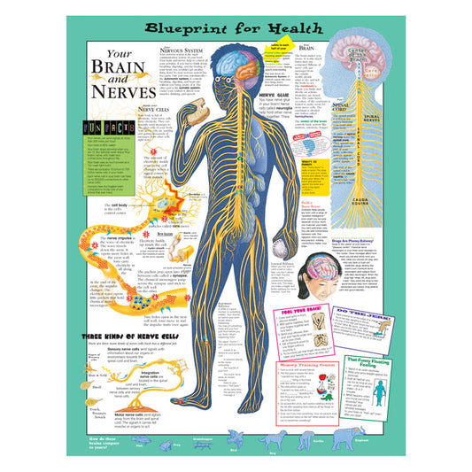 Kate Sweeney Elementary Health Charts: Your Brain and Nerves