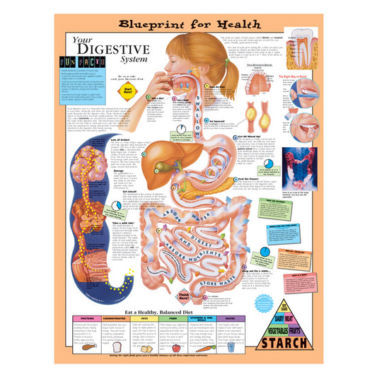 Kate Sweeney Elementary Health Charts: Your Digestive System