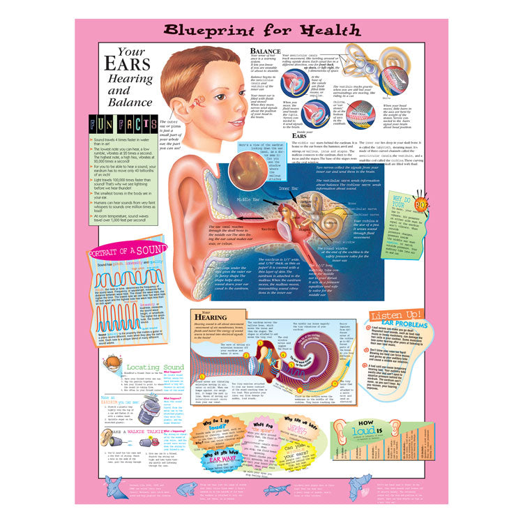 Kate Sweeney Elementary Health Charts: Your Ears