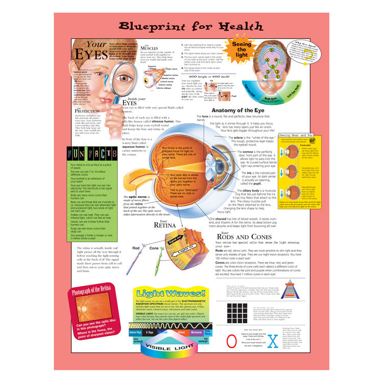 Kate Sweeney Elementary Health Charts: Your Eyes