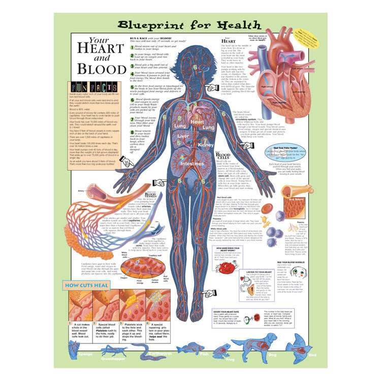 Kate Sweeney Elementary Health Charts: Your Heart and Blood