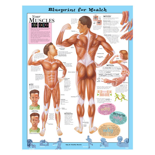 Kate Sweeney Elementary Health Charts: Your Muscles