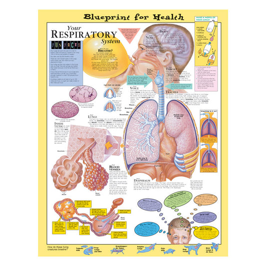 Kate Sweeney Elementary Health Charts: Your Respiratory System