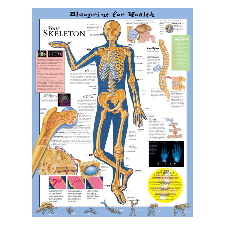 Kate Sweeney Elementary Health Charts: Your Skeleton