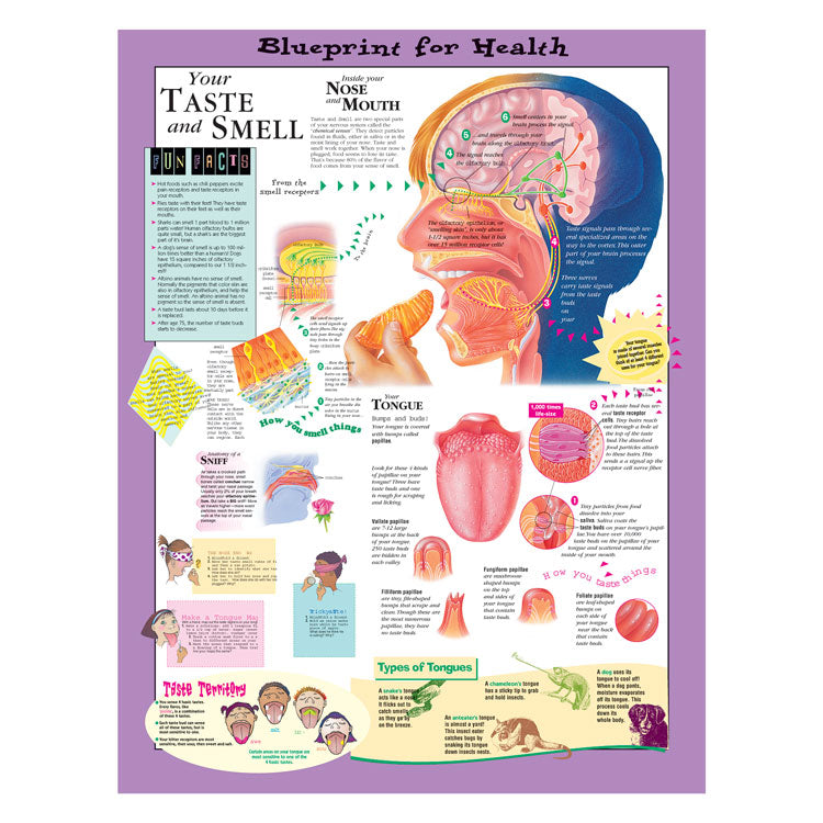 Kate Sweeney Elementary Health Charts: Your Taste and Smell