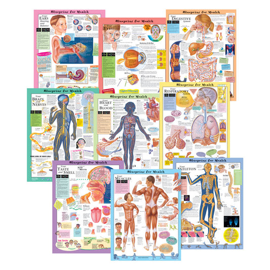 Kate Sweeney Elementary Health Charts - Complete Set of 9