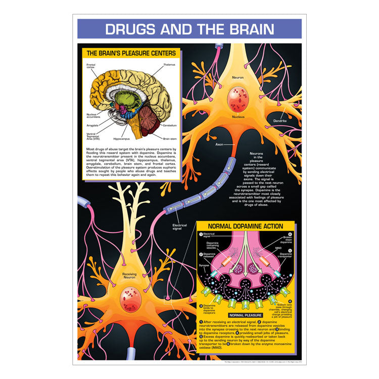 Drug Education Posters - Drugs and the Brain