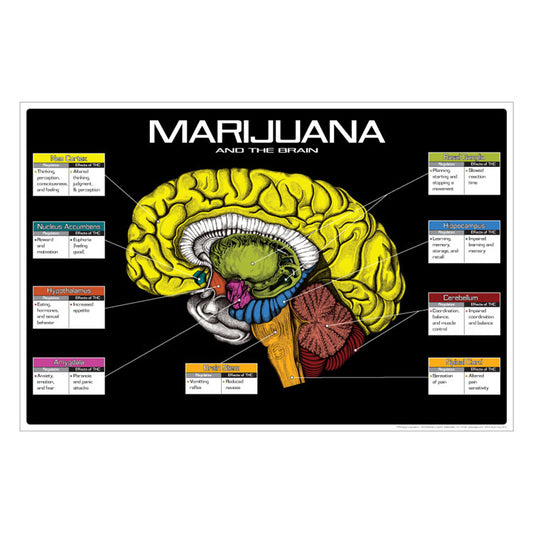 Drug Education Posters - Marijuana and the Brain