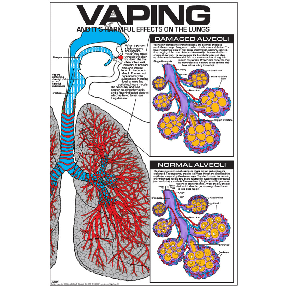 Vaping and It’s Harmful Effects On The Lungs Poster – School Nurse Supply