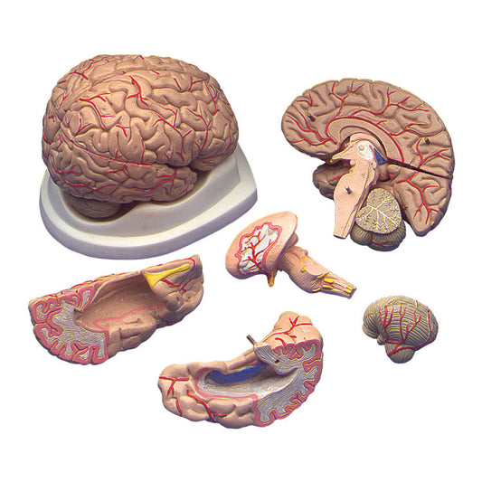 Brain with Arteries Model