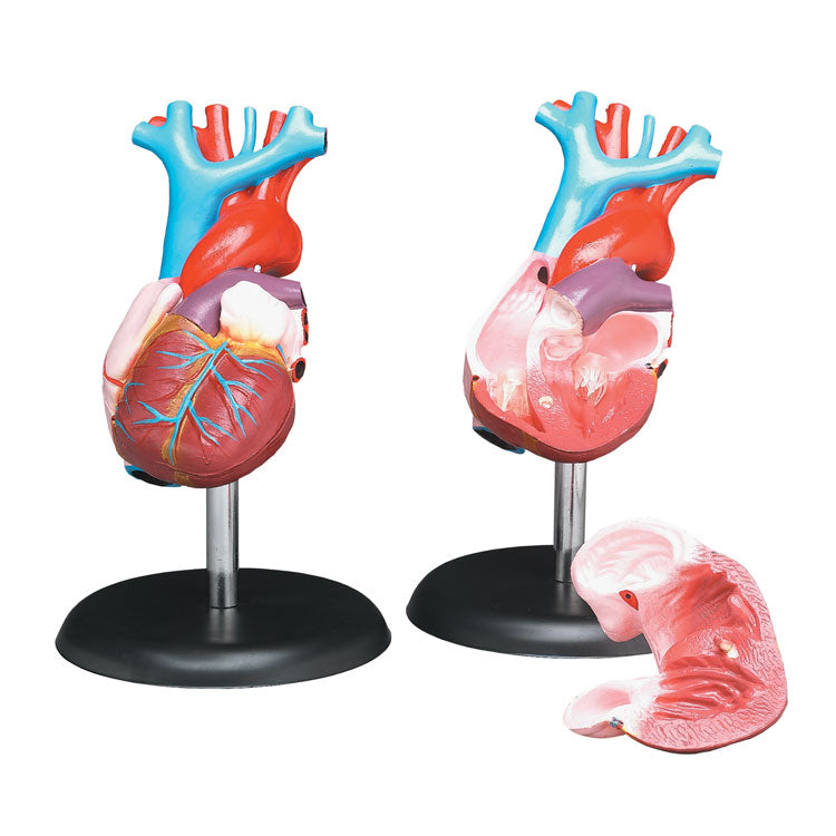 Life-Size Heart Model