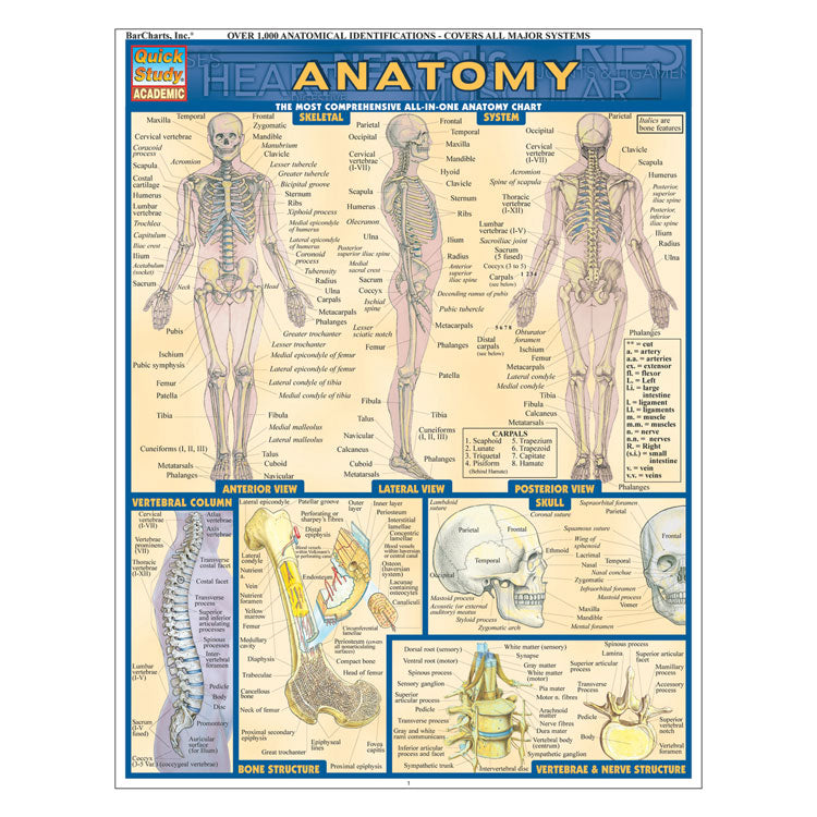 QuickStudy Laminated Reference Guides - Anatomy