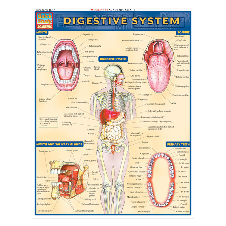 QuickStudy Laminated Reference Guides - Digestive System