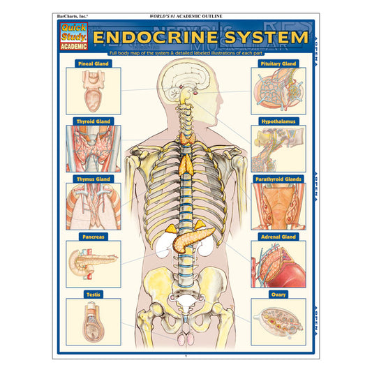 QuickStudy Laminated Reference Guides - Endocrine System