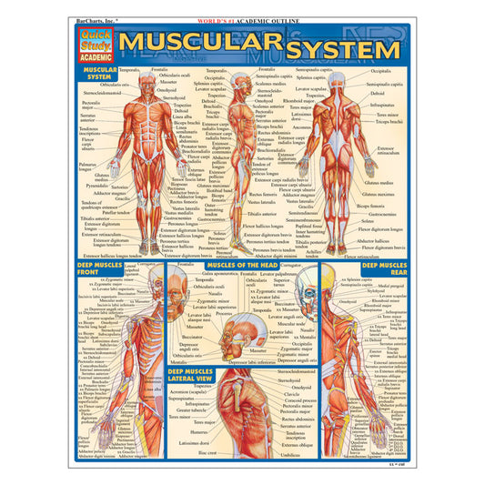 QuickStudy Laminated Reference Guides - Muscular System