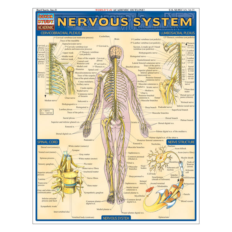 QuickStudy Laminated Reference Guides - Nervous System – School Nurse ...