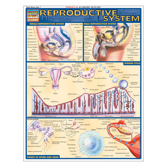 QuickStudy Laminated Reference Guides - Reproductive System